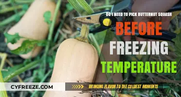 Protect Your Butternut Squash: Harvest Before Freezing Temperatures Hit