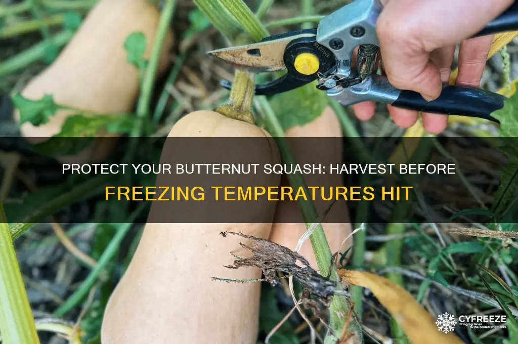 do i need to pick butternut squash before freezing temperatures