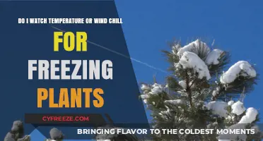 Freezing Plants: Temperature vs. Wind Chill – Which Should You Monitor?