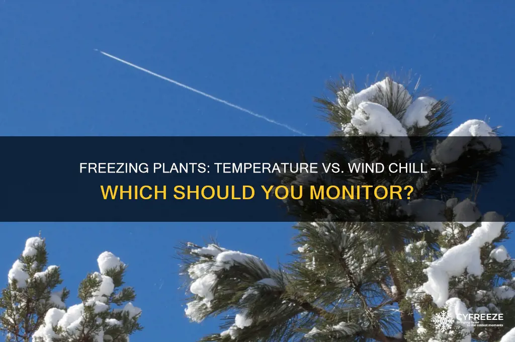 do i watch temperature or wind chill for freezing plants