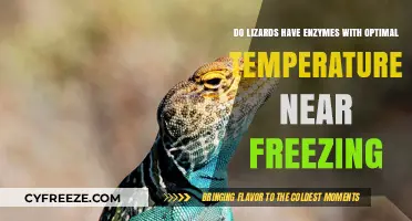 Cold-Blooded Enzymes: Do Lizards Thrive Near Freezing Temperatures?