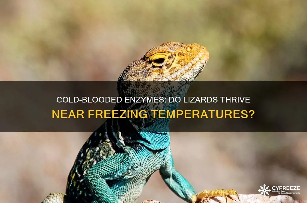 do lizards have enzymes with optimal temperatures near freezing