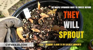 Unlocking the Secrets of Maple Spinners: Freeze or Sprout?
