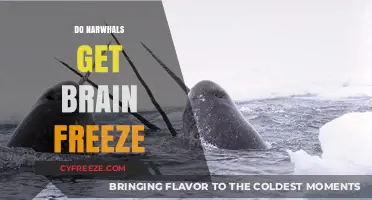 Narwhals and Brain Freeze: Unraveling the Arctic Mystery