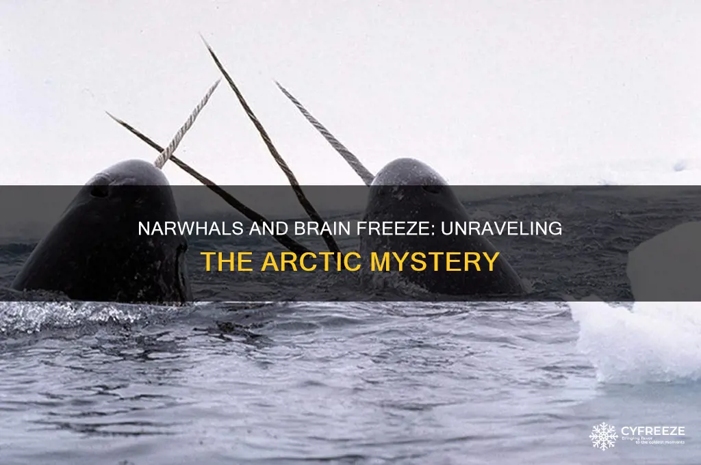 do narwhals get brain freeze
