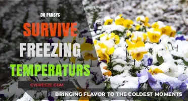 Can Pansies Survive Freezing Temperatures? Winter Care Tips Revealed