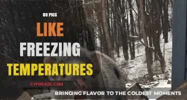 Can Pigs Tolerate Freezing Temperatures? Understanding Their Cold Weather Needs