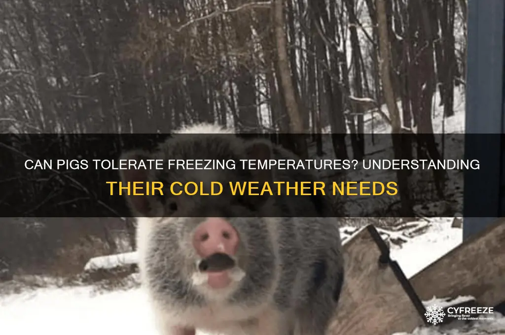 do pigs like freezing temperatures
