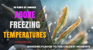 Can Plants Survive and Thrive in Above-Freezing Temperatures?