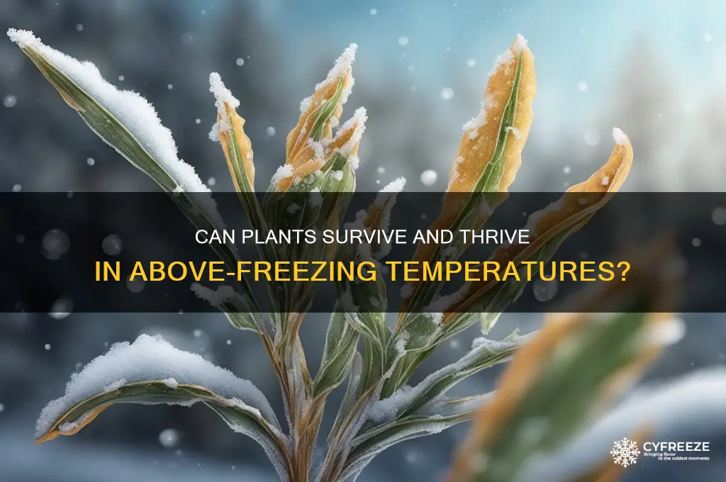 do plants get damaged above freezing temperatures