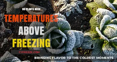 Can Plants Survive Cold? Freezing Temperatures and Plant Health Explained