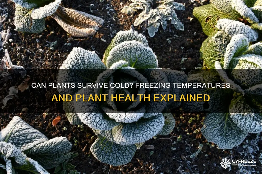 do plants need temperatures above freezing
