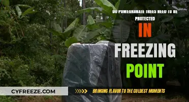 Protecting Pomegranate Trees: Essential Tips for Freezing Temperatures