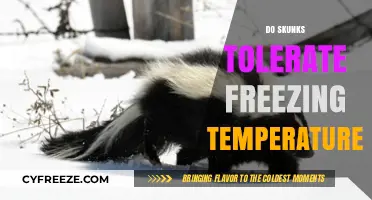 Can Skunks Survive Winter's Freeze? Exploring Their Cold Tolerance