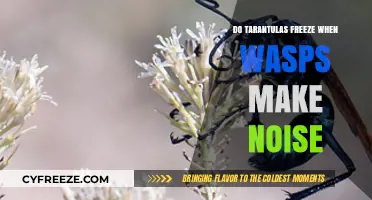 Do Tarantulas Freeze When Wasps Make Noise?