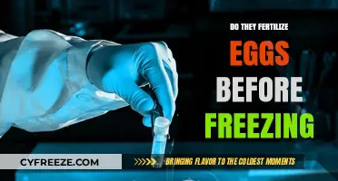 Egg Freezing Process: Fertilization Before Preservation Explained
