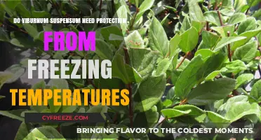 Protecting Viburnum Suspensum: Freezing Temperature Survival Tips and Strategies