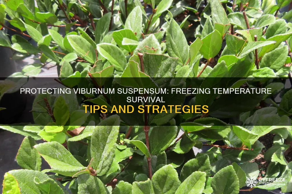 do viburnum suspensum need protection from freezing temperatures
