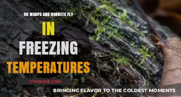Do Wasps and Hornets Fly in Freezing Temperatures? The Truth Revealed