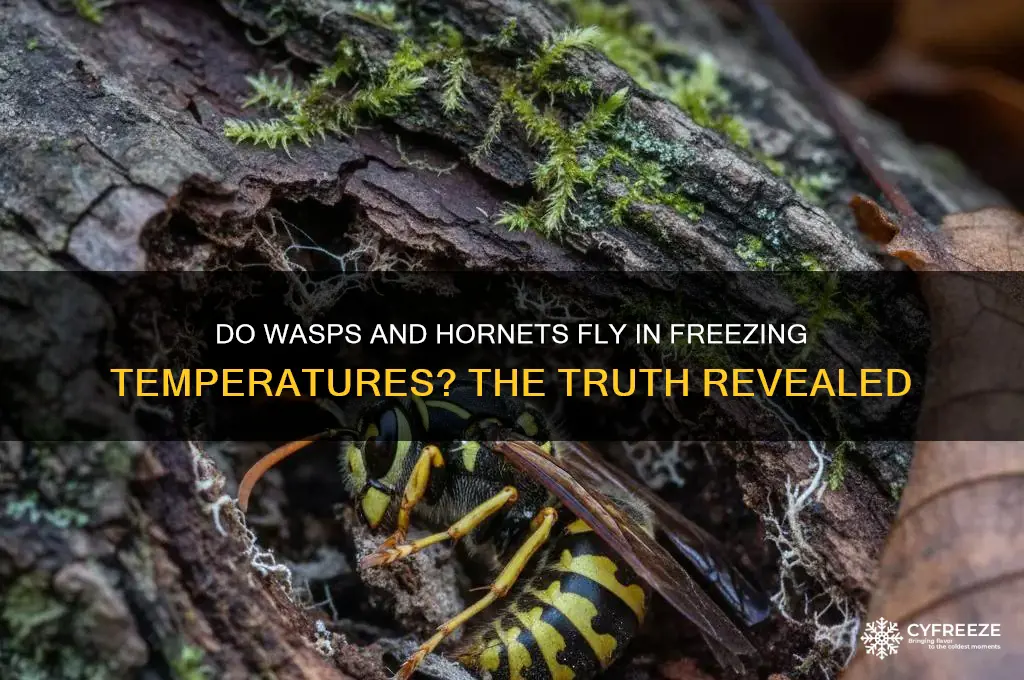 do wadps and hornets fly in freezing temperatures