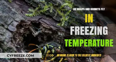 Can Wasps and Hornets Fly in Freezing Winter Temperatures?