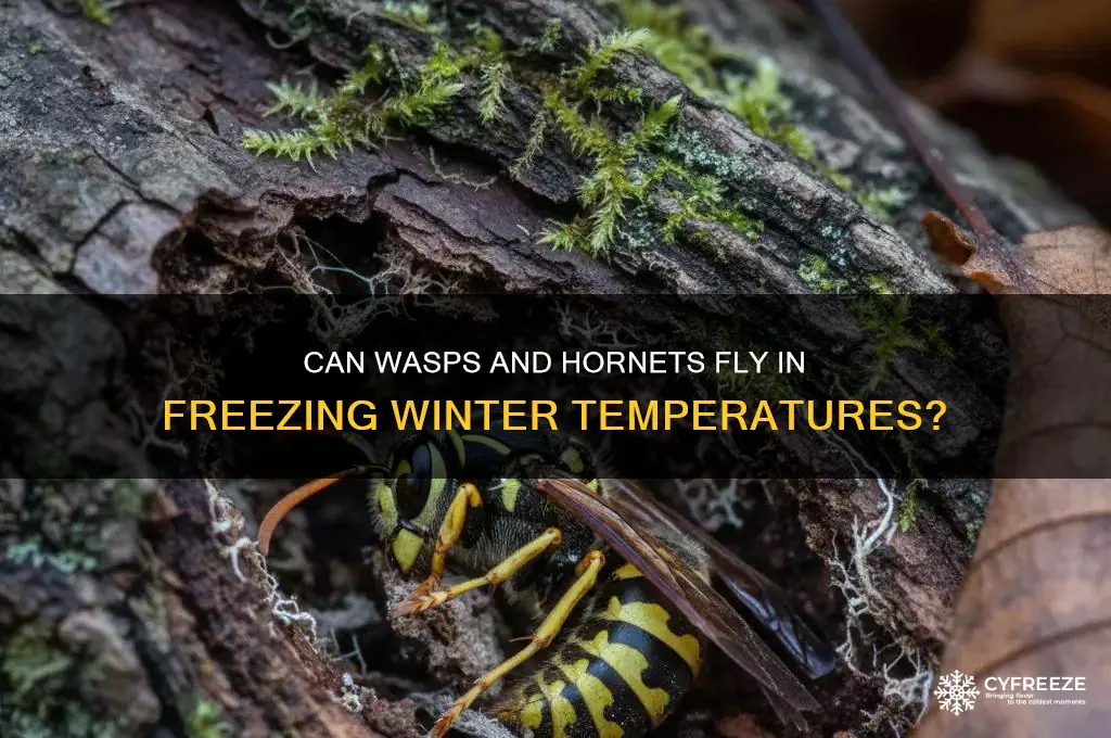 do wasps and hornets fly in freezing temperatures