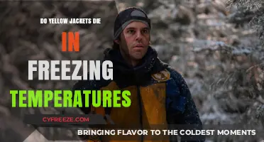Do Yellow Jackets Survive Winter? Freezing Temperatures and Their Fate