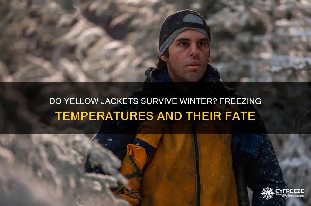 do yellow jackets die in freezing temperatures