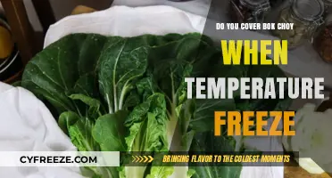 Protecting Bok Choy: Should You Cover It During Freezing Temperatures?