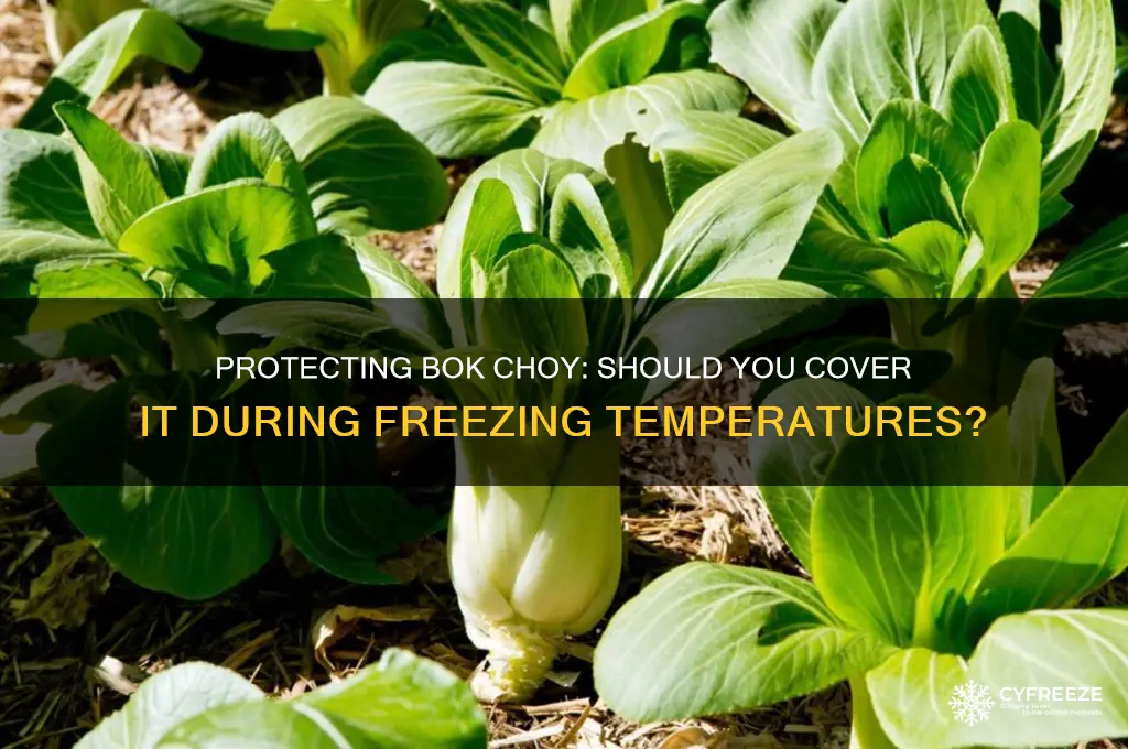 do you cover bok choy when temperature freeze