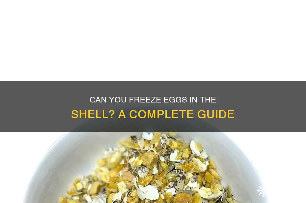 do you freeze eggs in the shell