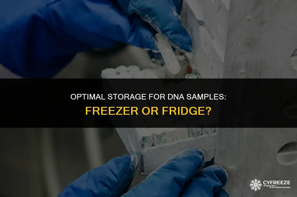 do you store dna samples in the freezer or fridge