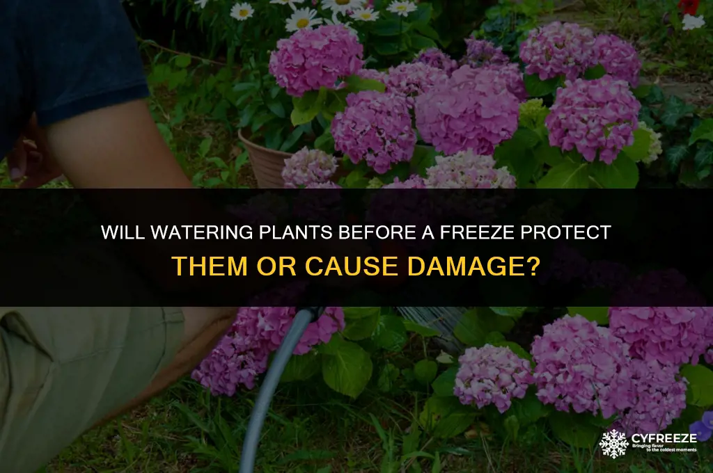 do you water plants if it will freezes