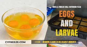 Can Freezing Temperatures Eliminate Outdoor Flea Eggs and Larvae?