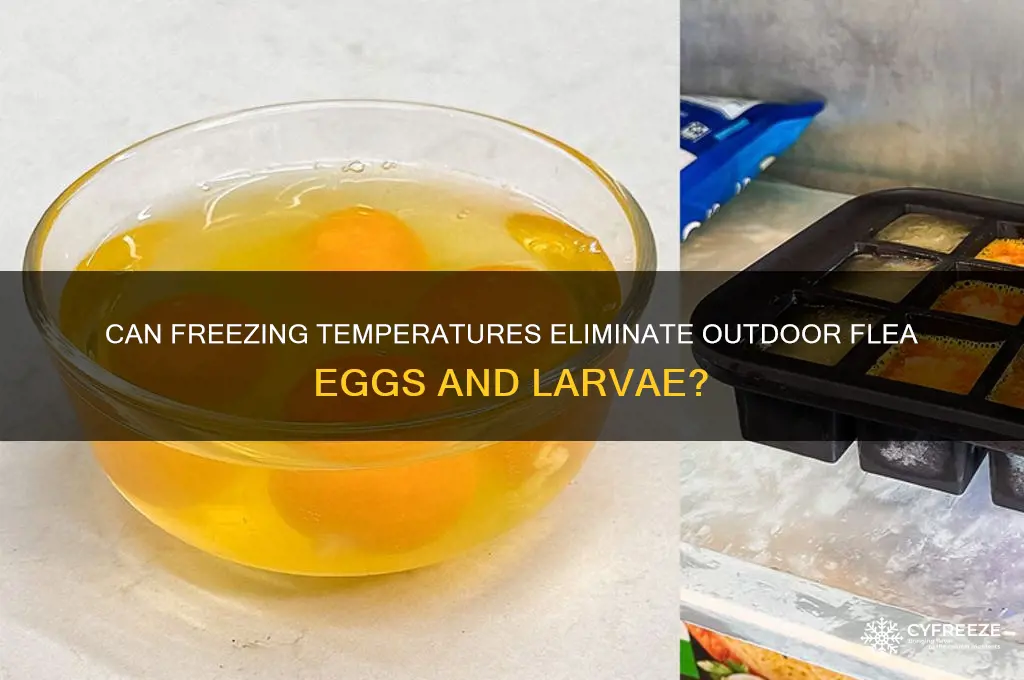 does a freeze kill outdoor flea eggs and larvae