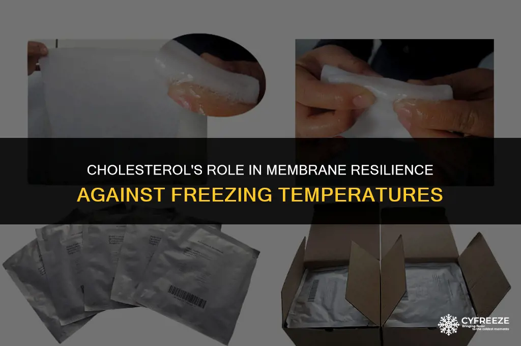 does cholesterol make the membrane more resistant to freezing