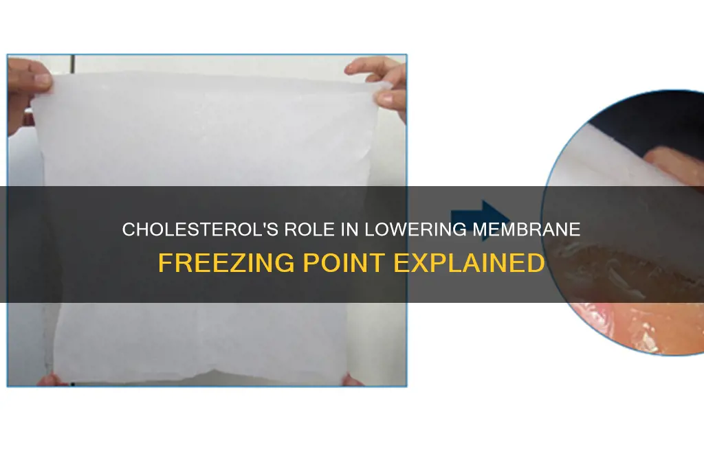 does cholestoral lower freezing point of the membrane