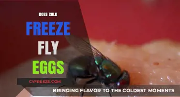 Can Cold Temperatures Freeze and Kill Fly Eggs Effectively?