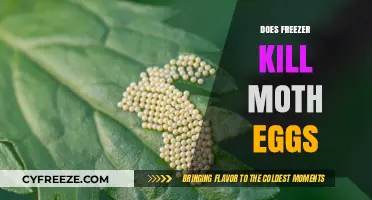 Can Freezing Temperatures Effectively Eliminate Moth Eggs in Your Freezer?