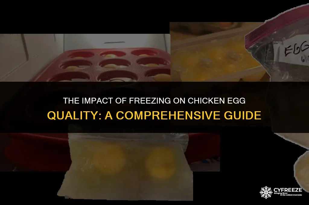 does freezing chicken eggs effect quality