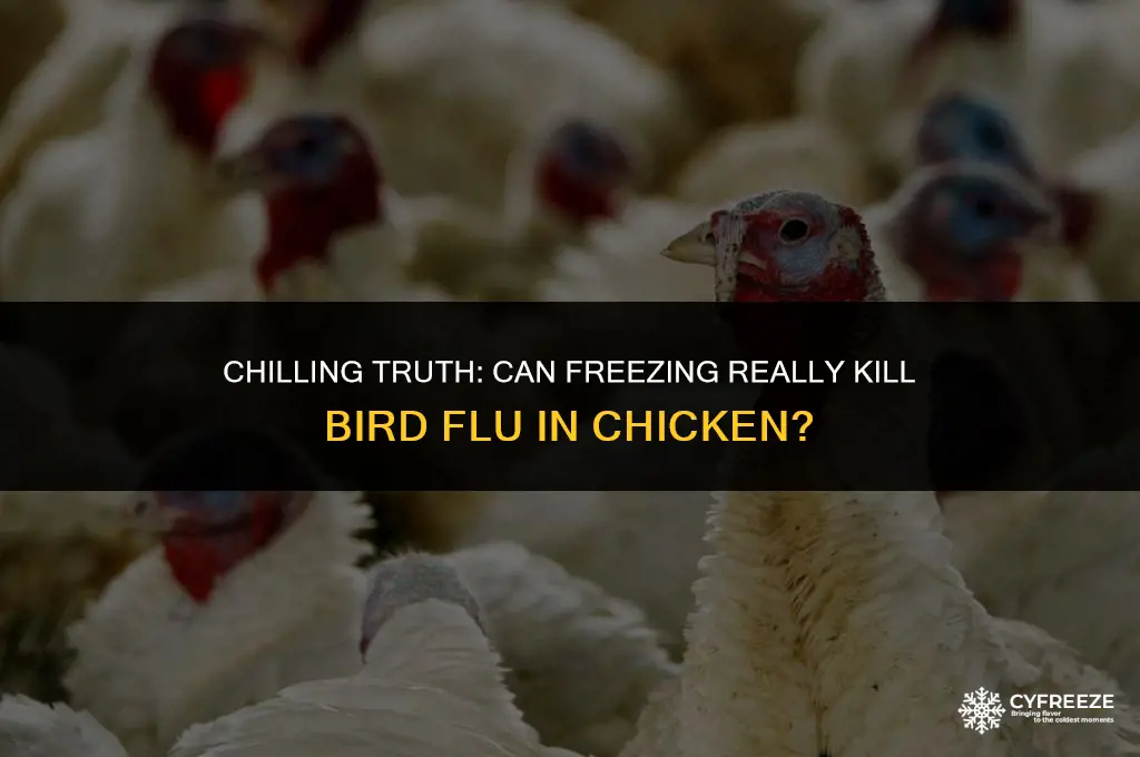 does freezing chicken kill bird flu
