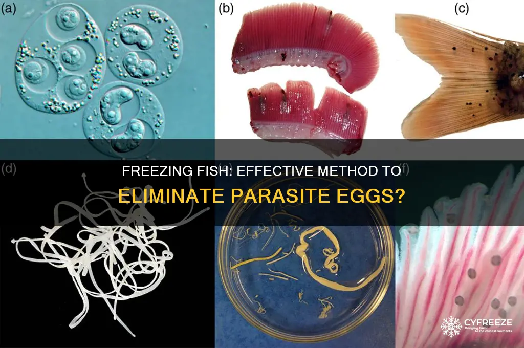 does freezing fish kill parasite eggs