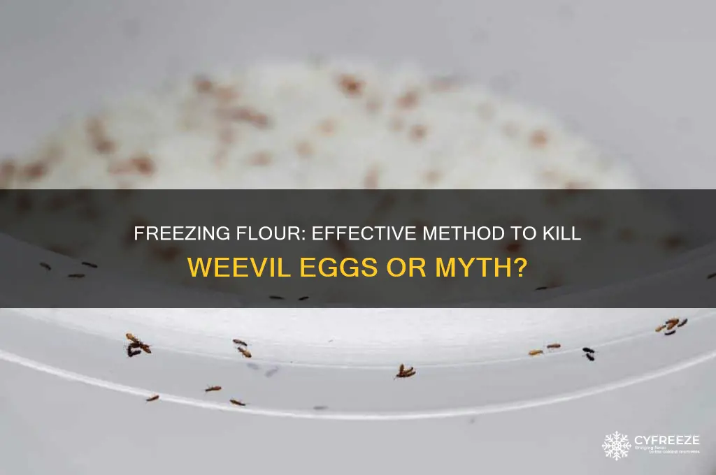 does freezing flour kill weevil eggs