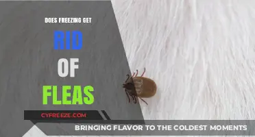 Can Freezing Temperatures Effectively Eliminate Fleas in Your Home?