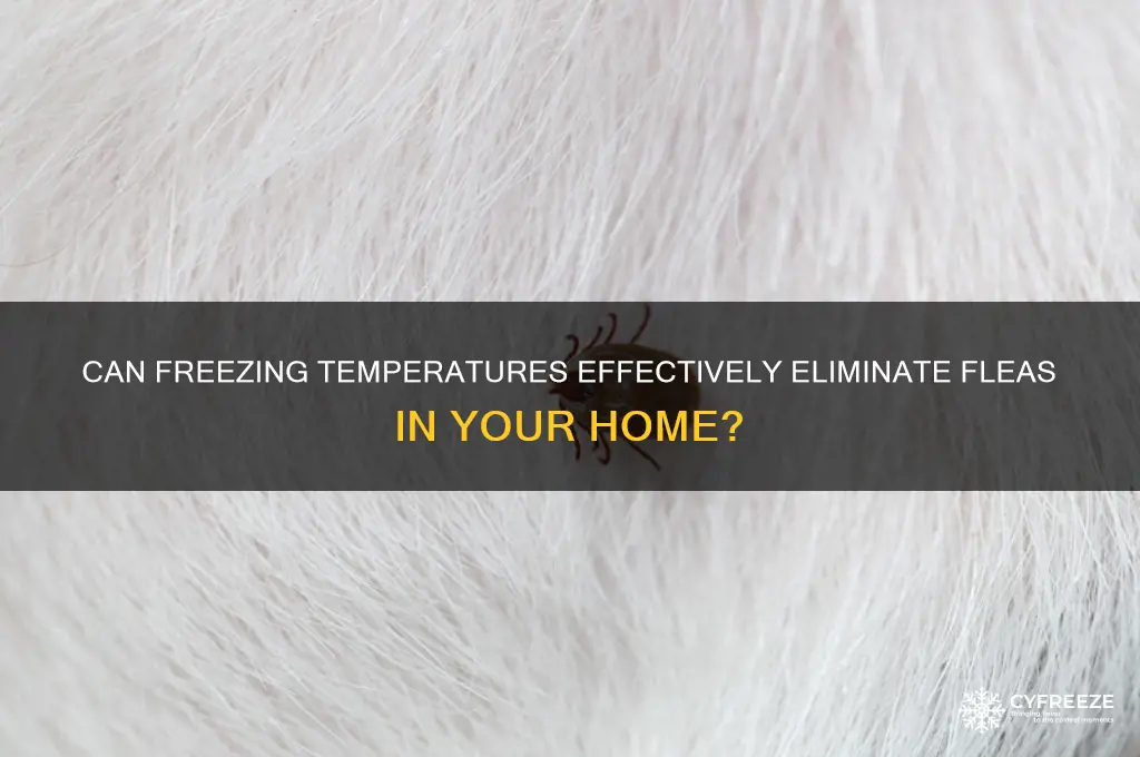 does freezing get rid of fleas