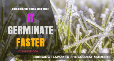 The Impact of Freezing on Grass Seed Germination Speed