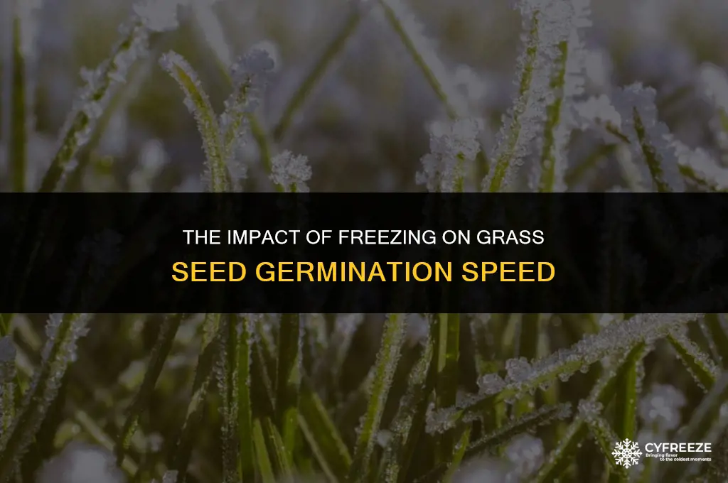 does freezing grass seed make it germinate faster