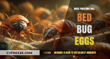 Freezing Bed Bug Eggs: Does Cold Temperatures Eliminate Infestations?