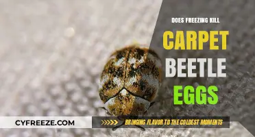 Freezing Carpet Beetle Eggs: Effective Solution or Myth?