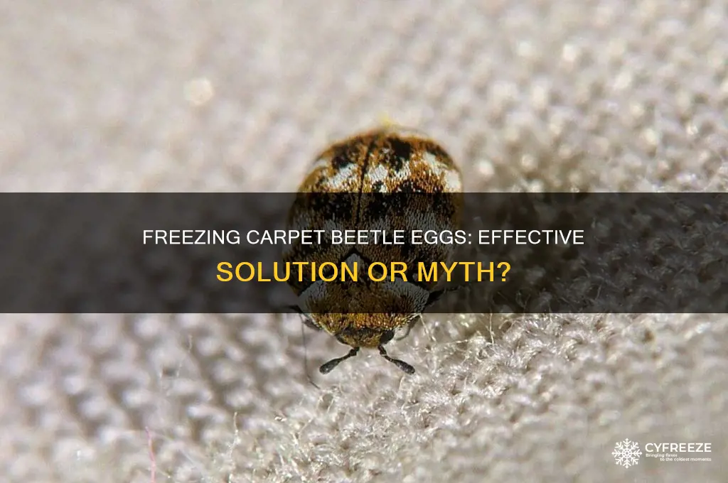 does freezing kill carpet beetle eggs